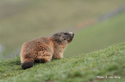 Faune de montagne : la marmotte.